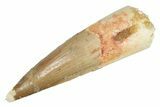 Fossil Spinosaurus Tooth - Real Dinosaur Tooth #264827-1